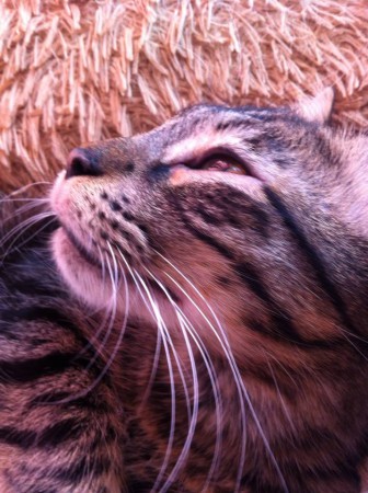 pues les presumo al guapísimo de mi hijo Niko, todo un modelo